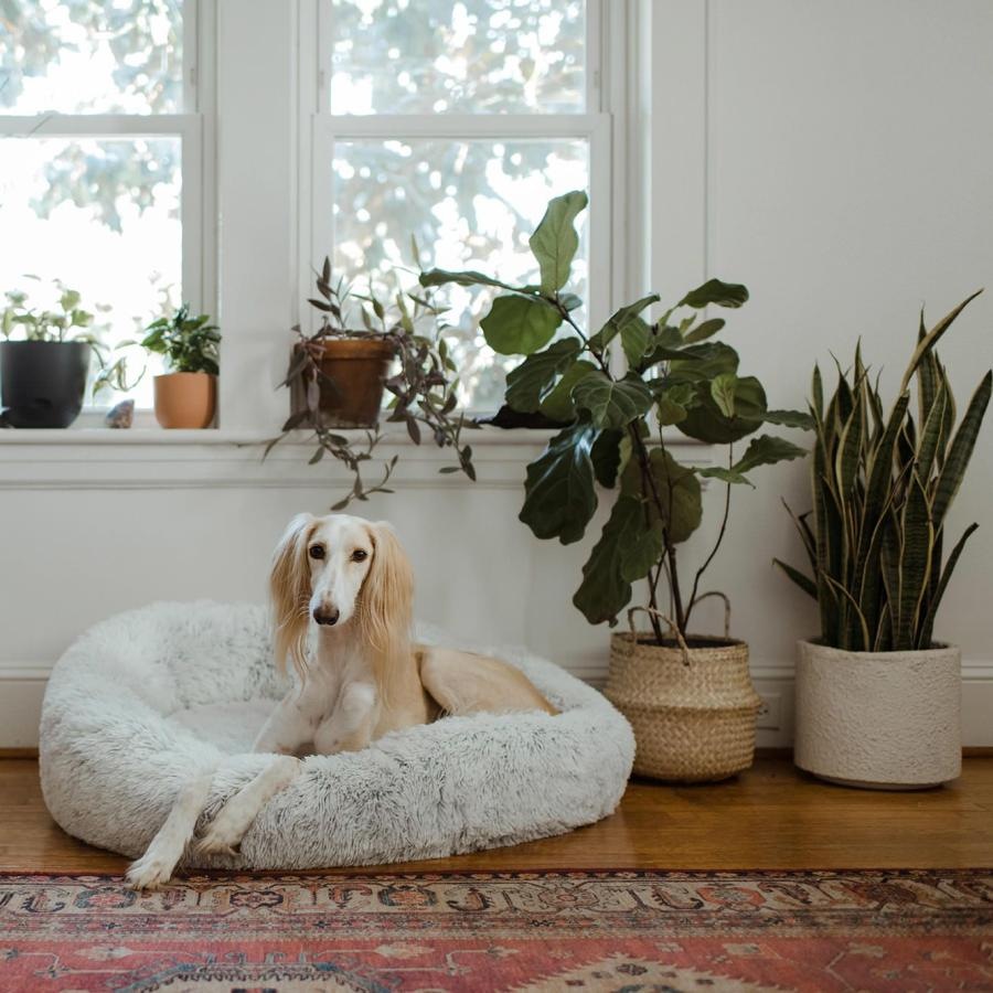 large dog sits in its bed under a windowsill full of potted plants