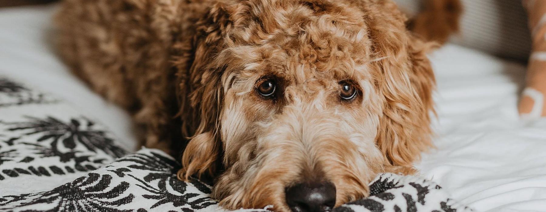 a dog lying on a bed looking