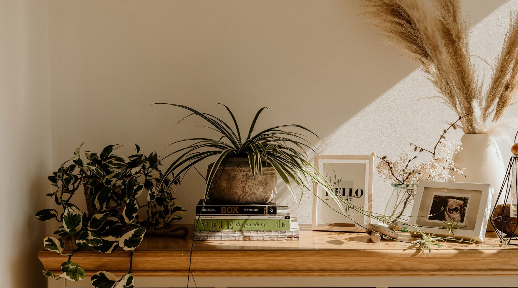 desk with plants and sunlight 