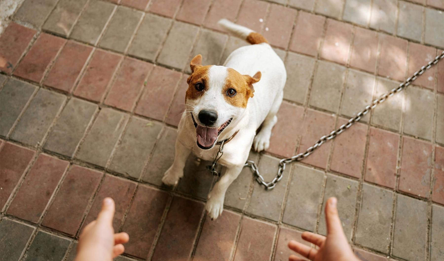 a dog on a leash being walked by a person